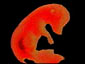 http://www.syti.net/Images/Embryogenese/Porc3.jpg